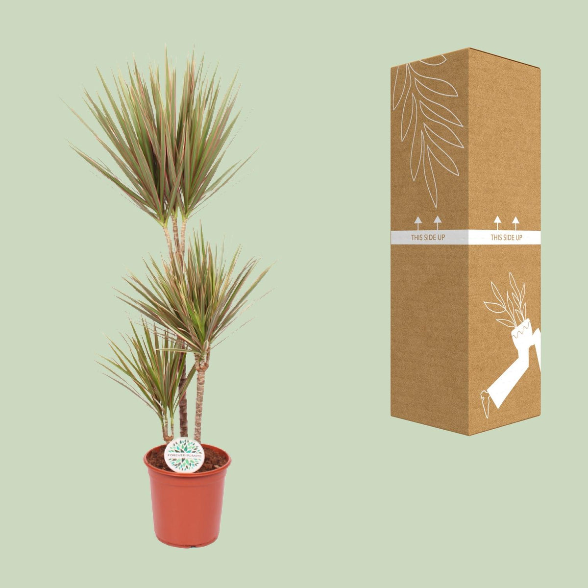 Dracaena Bicolor - Ø24cm - ↕115cm