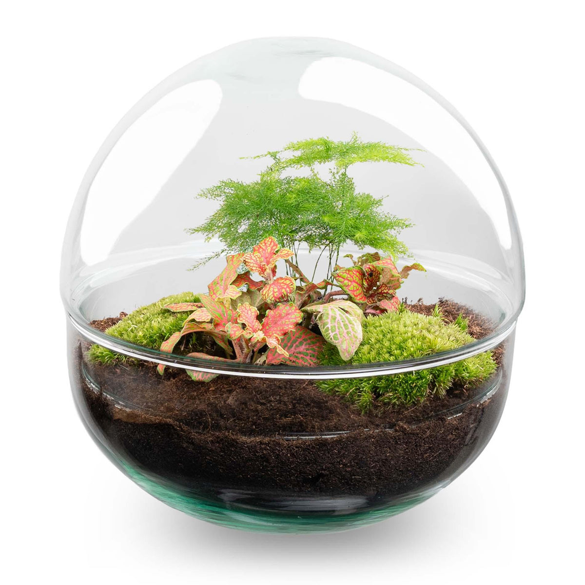 DIY Planten terrarium tweedelig bolglas - Dome Red - Ø 20 cm ↑ 20 cm   - Rake + Shovel + Tweezer