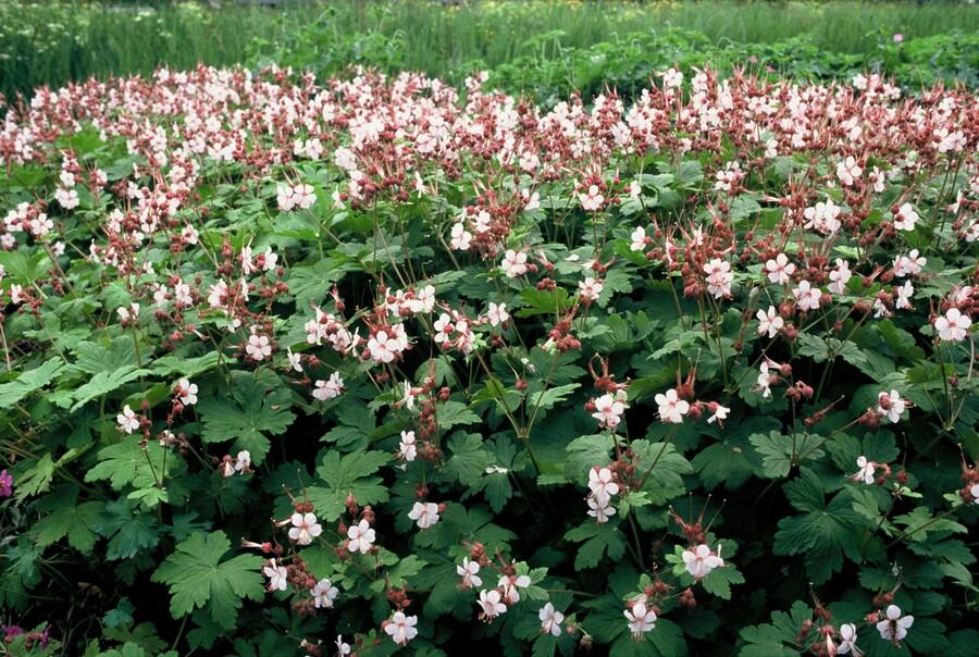 6x Geranium macr. 'Spessart' - ↕10-25cm - Ø9cm
