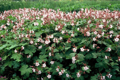 6x Geranium macr. 'Spessart' - ↕10-25cm - Ø9cm