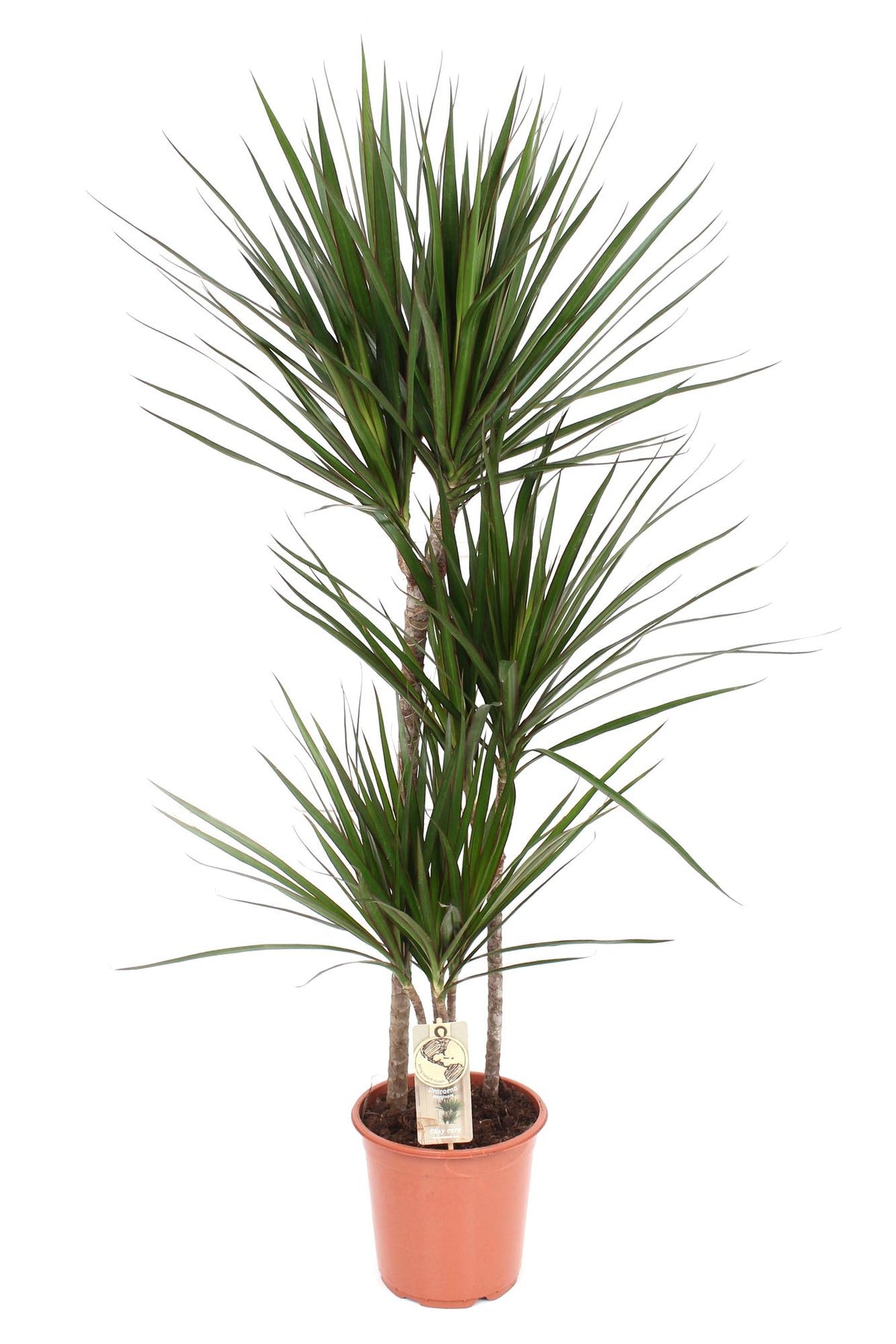 Dracaena Marginata - Ø21 ↕120