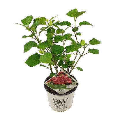 Hydrangea arbo. 'Pink Annabelle' - Ø19cm - ↕30cm