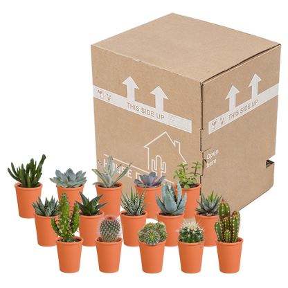 Cactus en vetplanten mix 5.5 cm | 15 stuks - in terracotta pot