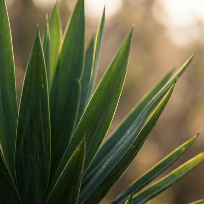 Yucca Elephantipes met Potter wit - 90cm - Ø21