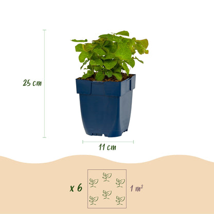 Vasteplant - Epimedium perralch. Frohnleiten - Elfenbloem - Schaduw - Geel - 6 Planten - Pot 11cm - Hoogte 15-25cm