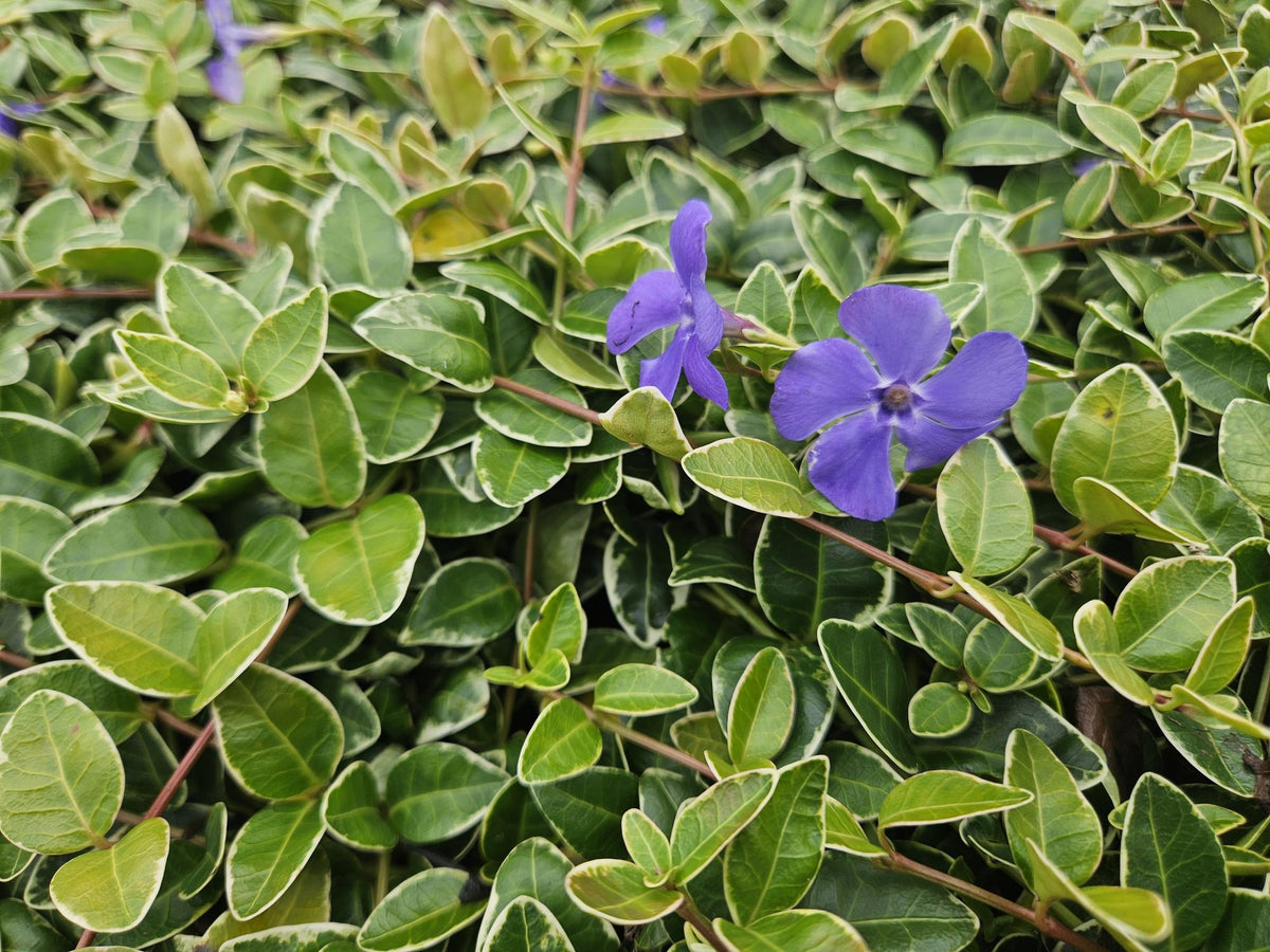 60x Vinca minor 'Ralph Shugert' - ↕10-25cm - Ø9cm