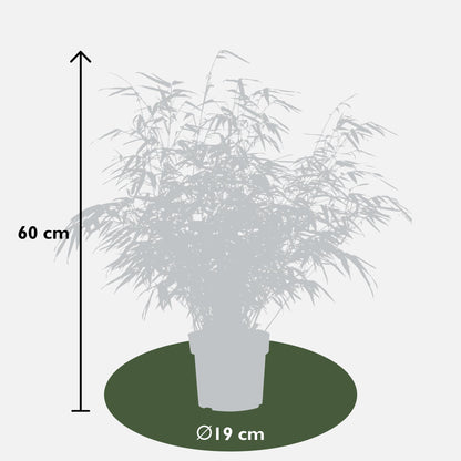 2x Fargesia rufa - ↨60cm - Ø19