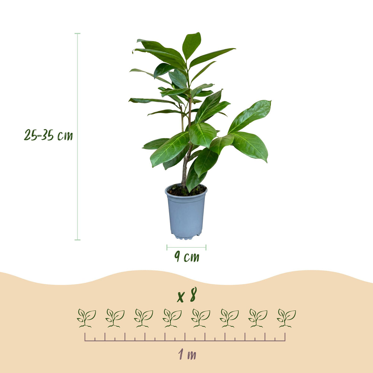 40x Prunus laur. Rotundifolia - Laurierkers - Haagplanten - Groenblijvend - Groen - Pot 9cm - Hoogte 25-35cm