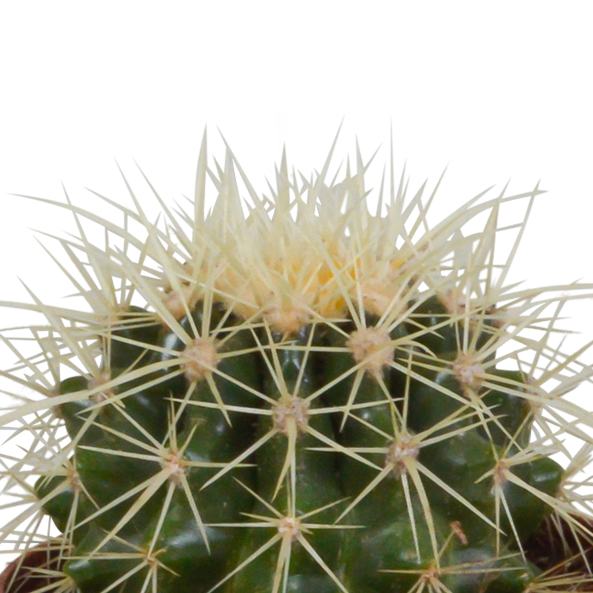 Bolcactus mix 8,5 cm | 3 stuks - in Mexicaanse pot