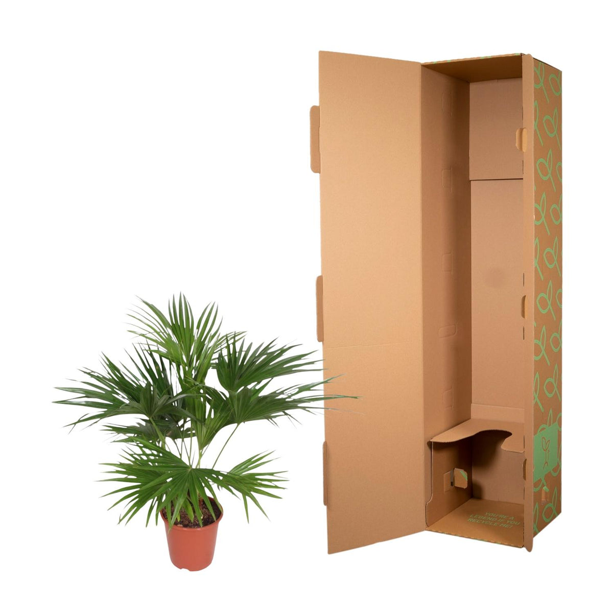 Livistona Chinensis - 150 cm - ø24