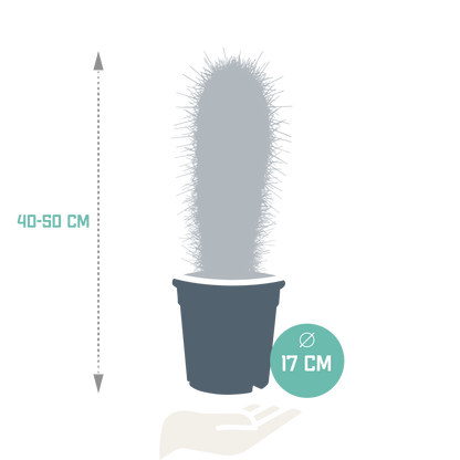 Pachycereus pringlei - 17cm - zonder pot