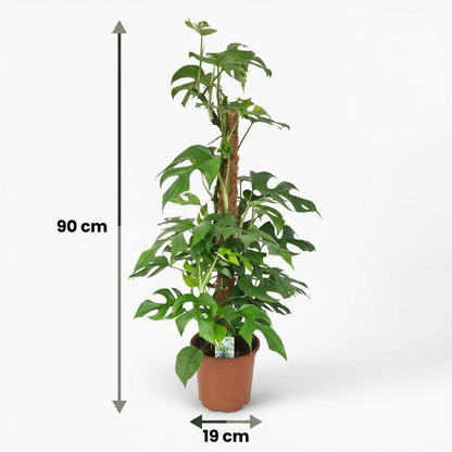 Kamerplant - Mini Gatenplant - Monstera Minima Mosstok - Groen - Weinig onderhoud - 1 Plant - Pot 19cm - Hoogte 90cm