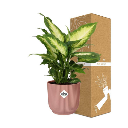 Dieffenbachia ‘Camilla’ in ELHO Vibes Fold 14cm roze