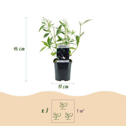 Tuinplant - Buddleja davidii Black Night - Vlinderstruik - Winterhard - Paars - 1 Plant - Pot 17cm - Hoogte 45cm