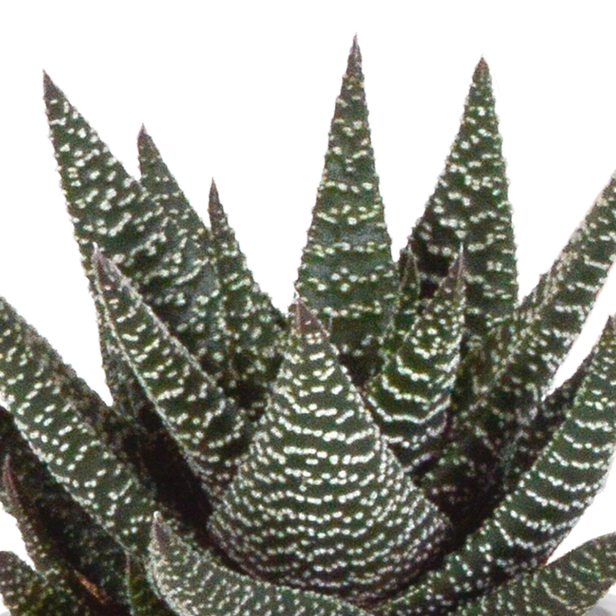 Gasteria/Haworthia mix 8,5cm - 3x - in Mexicaanse pot
