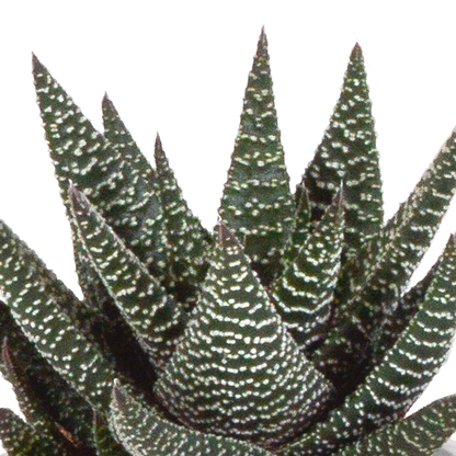 Gasteria/Haworthia mix 8,5cm - 3x - in Mexicaanse pot