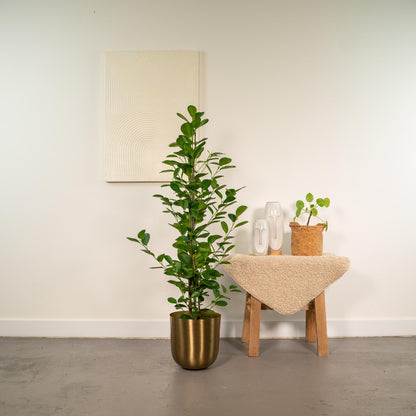 Ficus microcarpa Moclame - Ø21cm - ↕95cm + Pot Mayk Gold