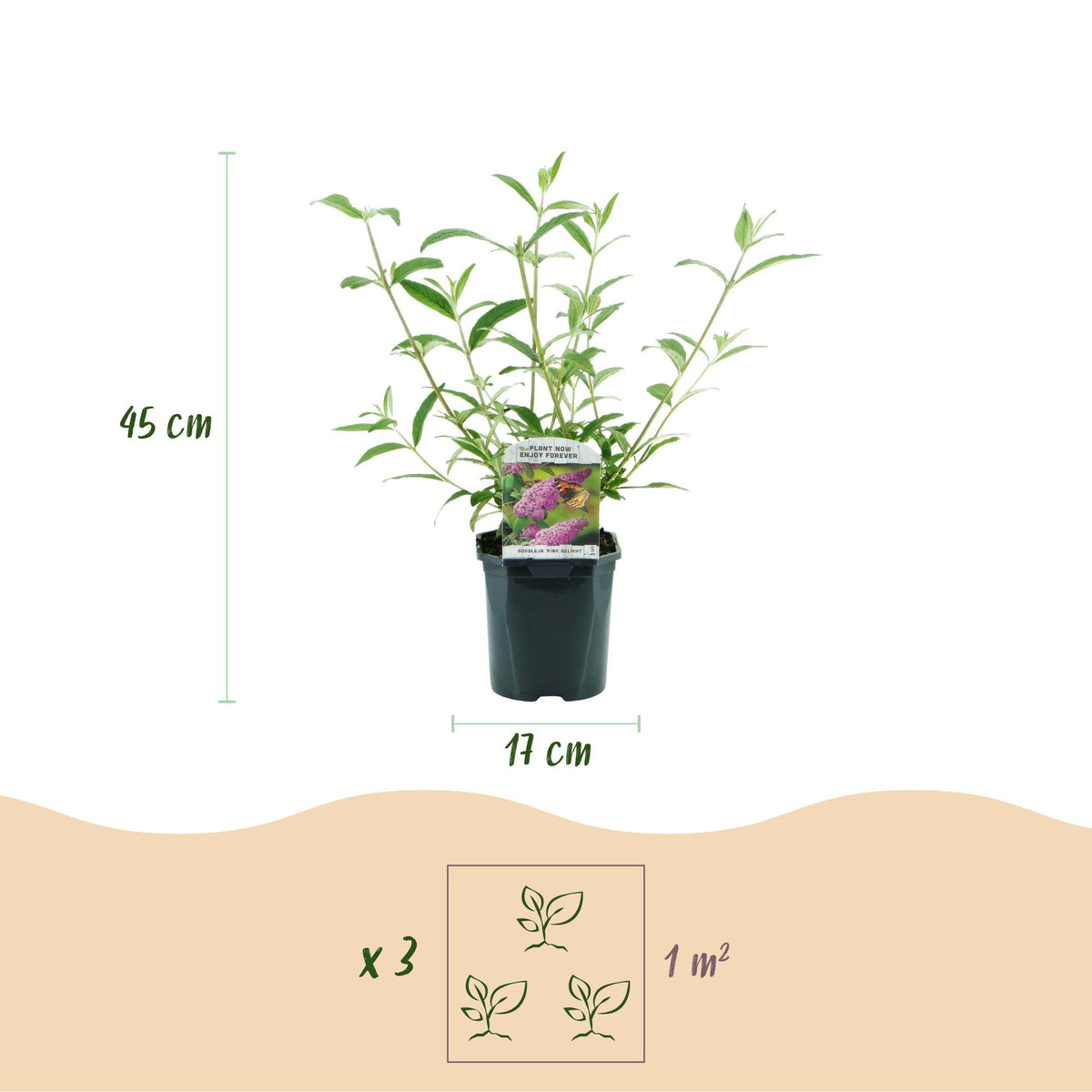 Tuinplant - Buddleja davidii Pink Delight - Vlinderstruik - Winterhard - Roze - 1 Plant - Pot 17cm - Hoogte 45cm