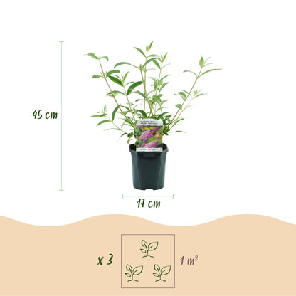 Tuinplant - Buddleja davidii Pink Delight - Vlinderstruik - Winterhard - Roze - 1 Plant - Pot 17cm - Hoogte 45cm