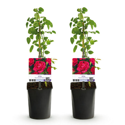 Klimroos - Rosa Paul Scarlet Climber - Bloem Rood - Weinig onderhoud - 2 planten - Pot 11cm Hoogte 40cm