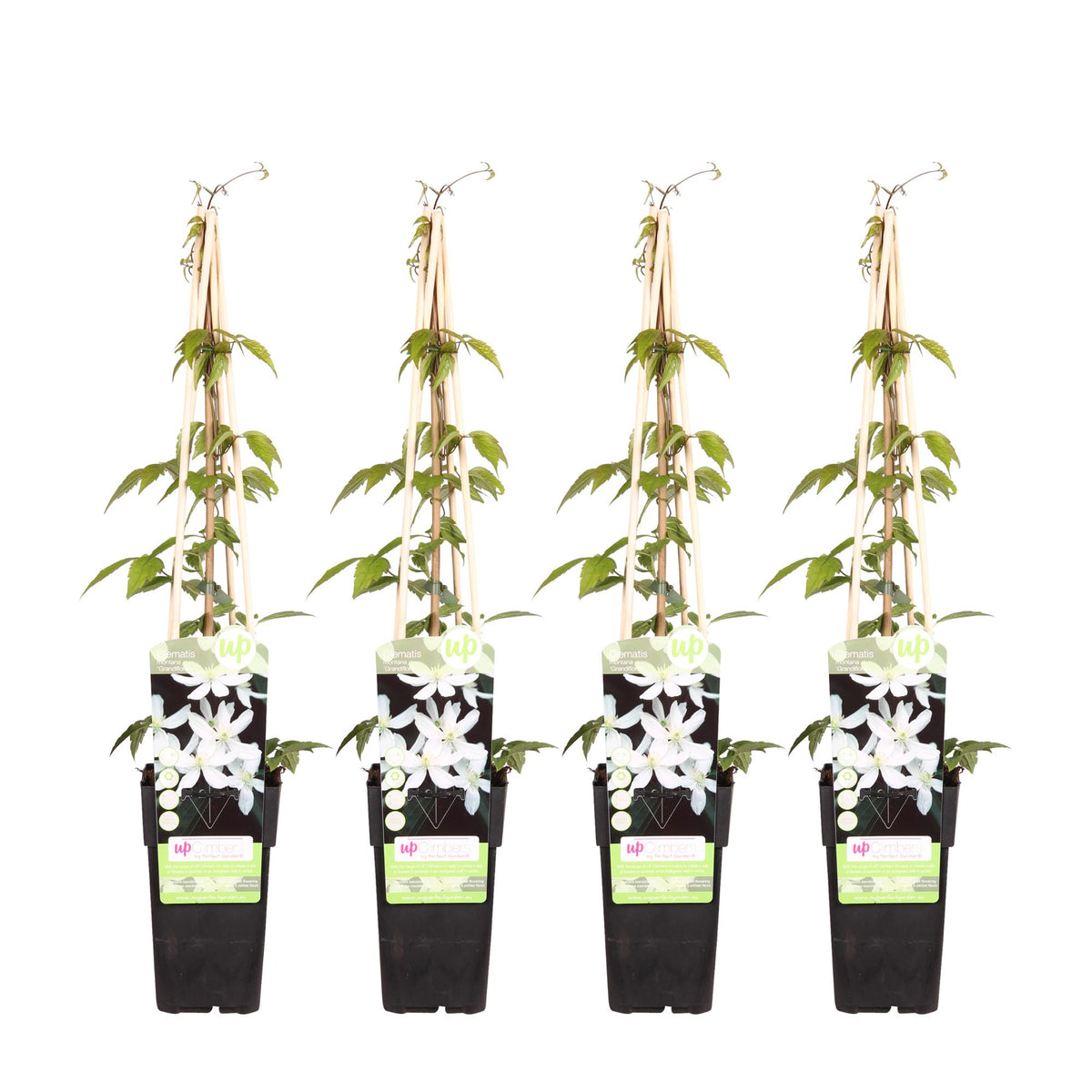 4x - Clematis Montana 'Grandiflora' - ↨65cm - Ø15