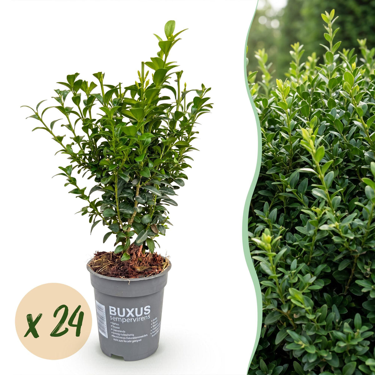 24x Buxus sempervirens - Palmboompje - Haagplanten - Groenblijvend - Groen - Pot 9cm - Hoogte 20-25cm