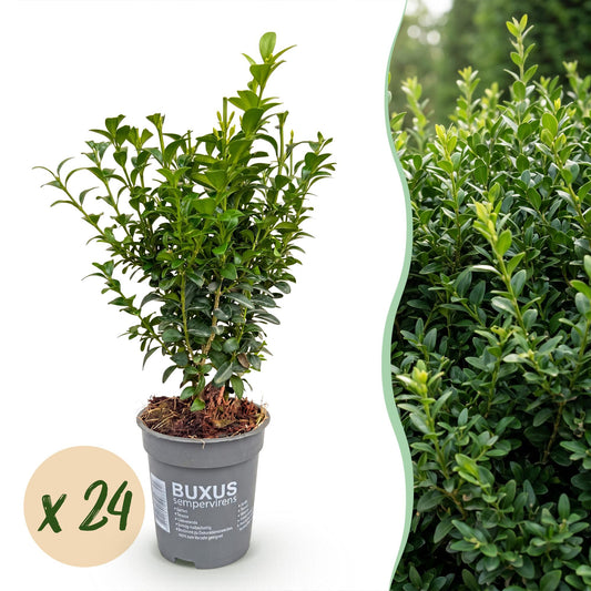24x Buxus sempervirens - Palmboompje - Haagplanten - Groenblijvend - Groen - Pot 9cm - Hoogte 20-25cm