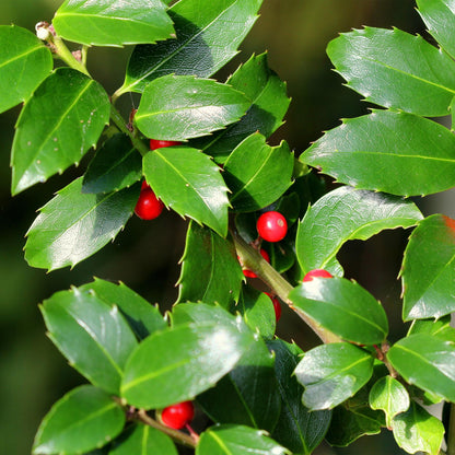 Plant op Stam - Ilex meserveae Blue Maid - Terras Plant - Bladhoudend - Winterhard - Rode Bes - Pot 19cm Hoogte 90cm