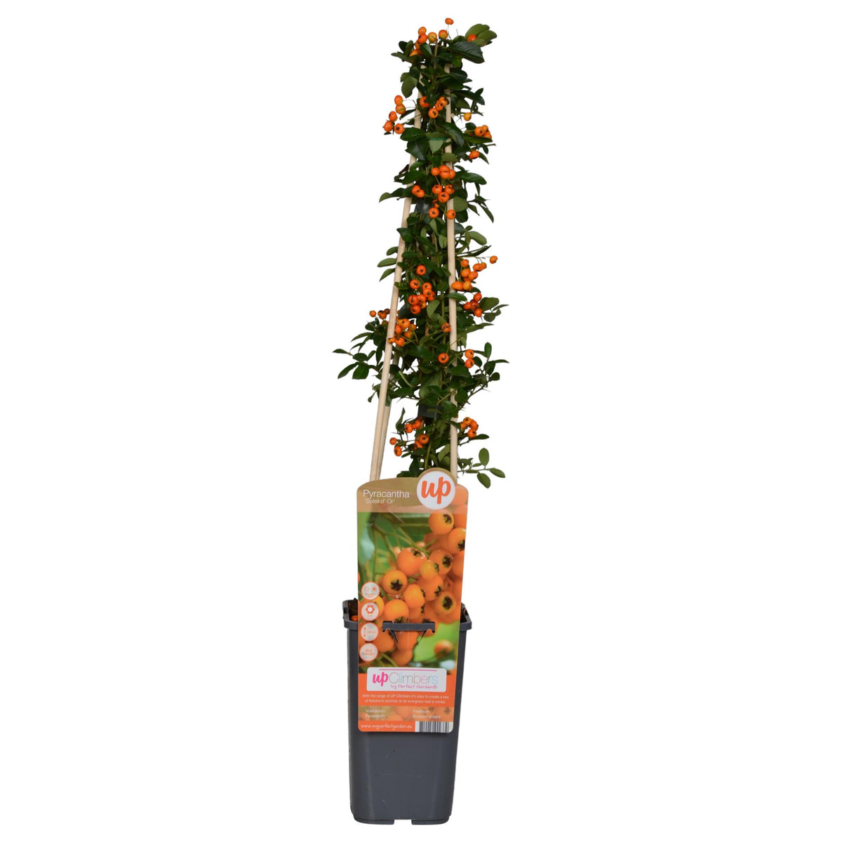 Pyracantha 'Soleil dOr' - Ø15cm - ↕65cm