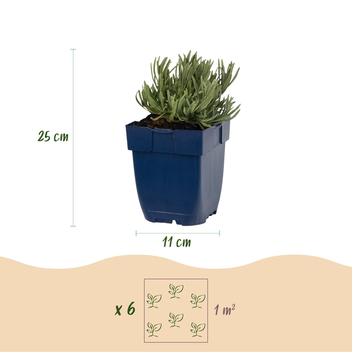 Vasteplant - Lavandula Tricolour - Lavendel - Geurend - Blauw - Roze - Wit - 6 Planten - Pot 11cm - Hoogte 15-25cm