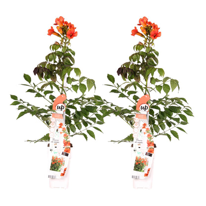 2x - Campsis Summer Jazz 'Fire Trumpet' - ↨65cm - Ø15