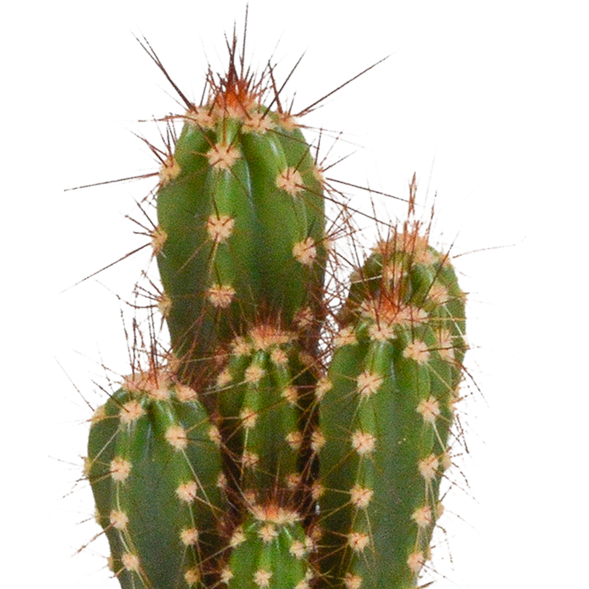 Cactus mix 5.5 cm - 5x - in witte pot