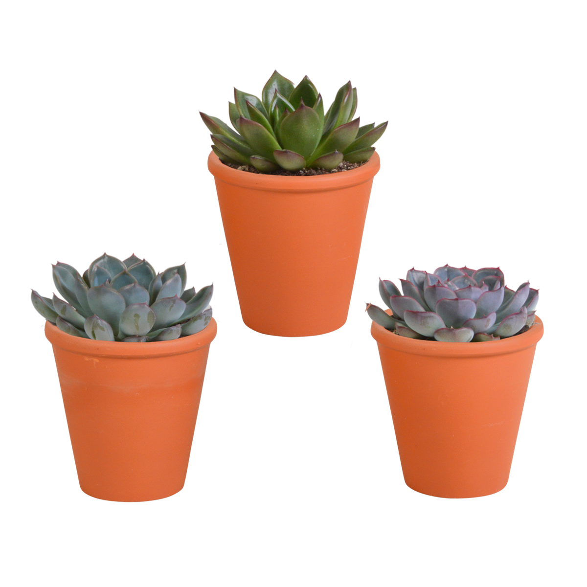 Echeveria mix 8.5 cm - 3x - in terracotta pot