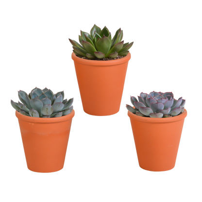 Echeveria mix 8.5 cm - 3x - in terracotta pot