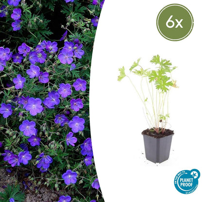6x Geranium 'Johnson's Blue' - ↕10-25cm - Ø9cm
