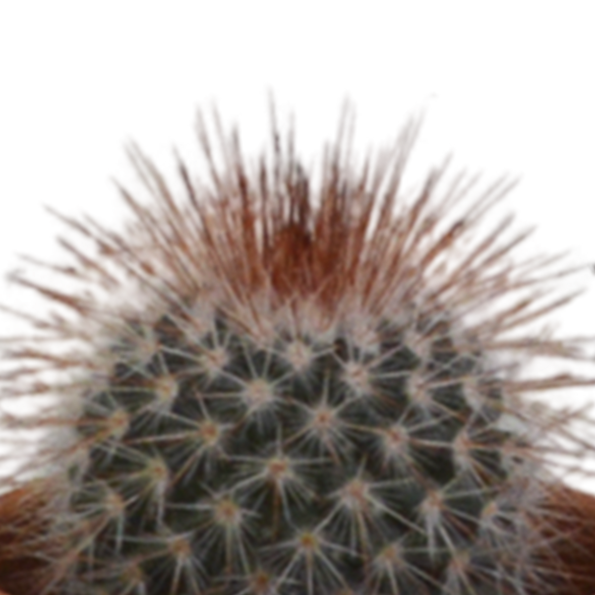 Cactus mix 5.5 cm - 5x - in terracotta pot