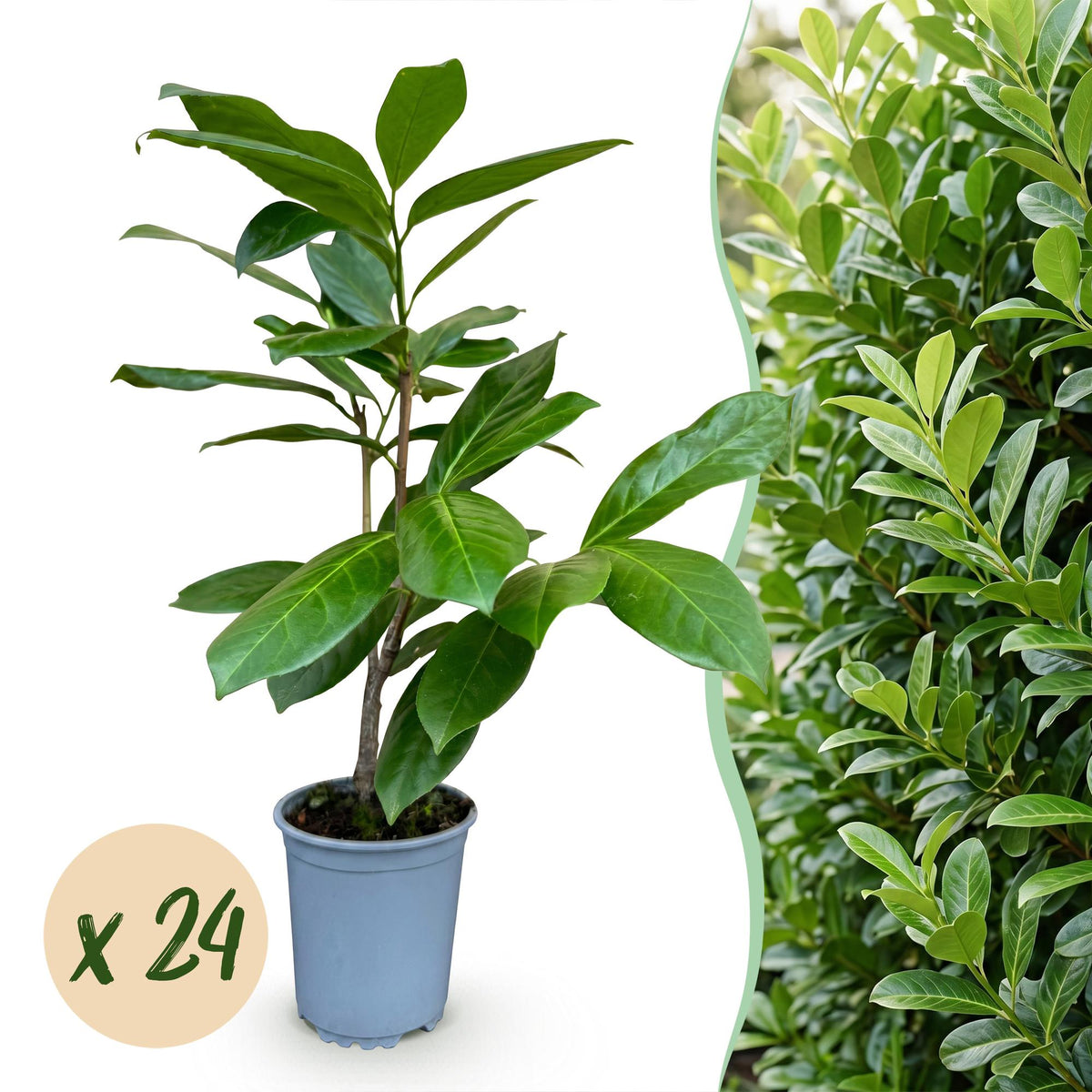 24x Prunus laur. Rotundifolia - Laurierkers - Haagplanten - Groenblijvend - Groen - Pot 9cm - Hoogte 25-35cm
