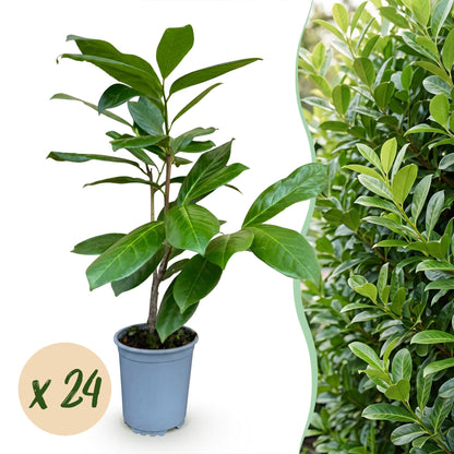 24x Prunus laur. Rotundifolia - Laurierkers - Haagplanten - Groenblijvend - Groen - Pot 9cm - Hoogte 25-35cm