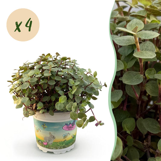 Kamerplant - Calissia repens - Kattengras - Huisdiervriendelijk - Groen - 4 Planten - Pot 12cm - Hoogte 17-20cm