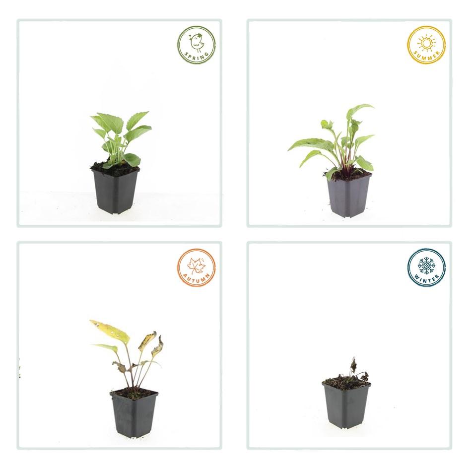 60x Echinacea p. 'Magnus' - ↕10-25cm - Ø9cm
