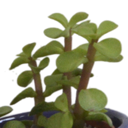 Vetplanten mix 5.5 cm - 5x - in Mexicaanse pot