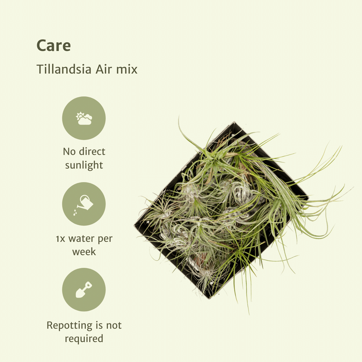 Tillandsia Air mix - 20 stuks - 6 cm - ø6