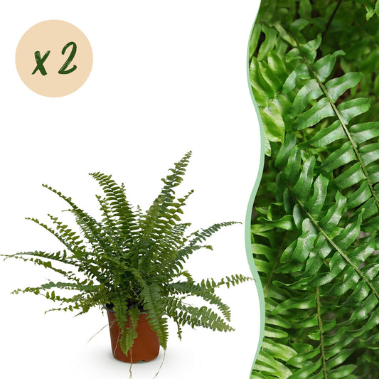 Kamerplant - Nephrolepsis exaltata Green Lady - Varen - Huisdiervriendelijk - Groen - 2 Planten - Pot 12cm - Hoogte 28-30cm