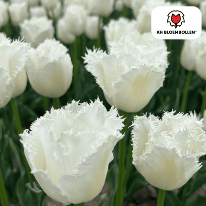 Tulpenbollen Honeymoon – 20 Stuks | KH Bloembollen® | Witte Kartelrand Tulp – Elegant & Uniek – Cadeau voor Tuin of Pot – Maat 11/12 – Vers van de Teler!
