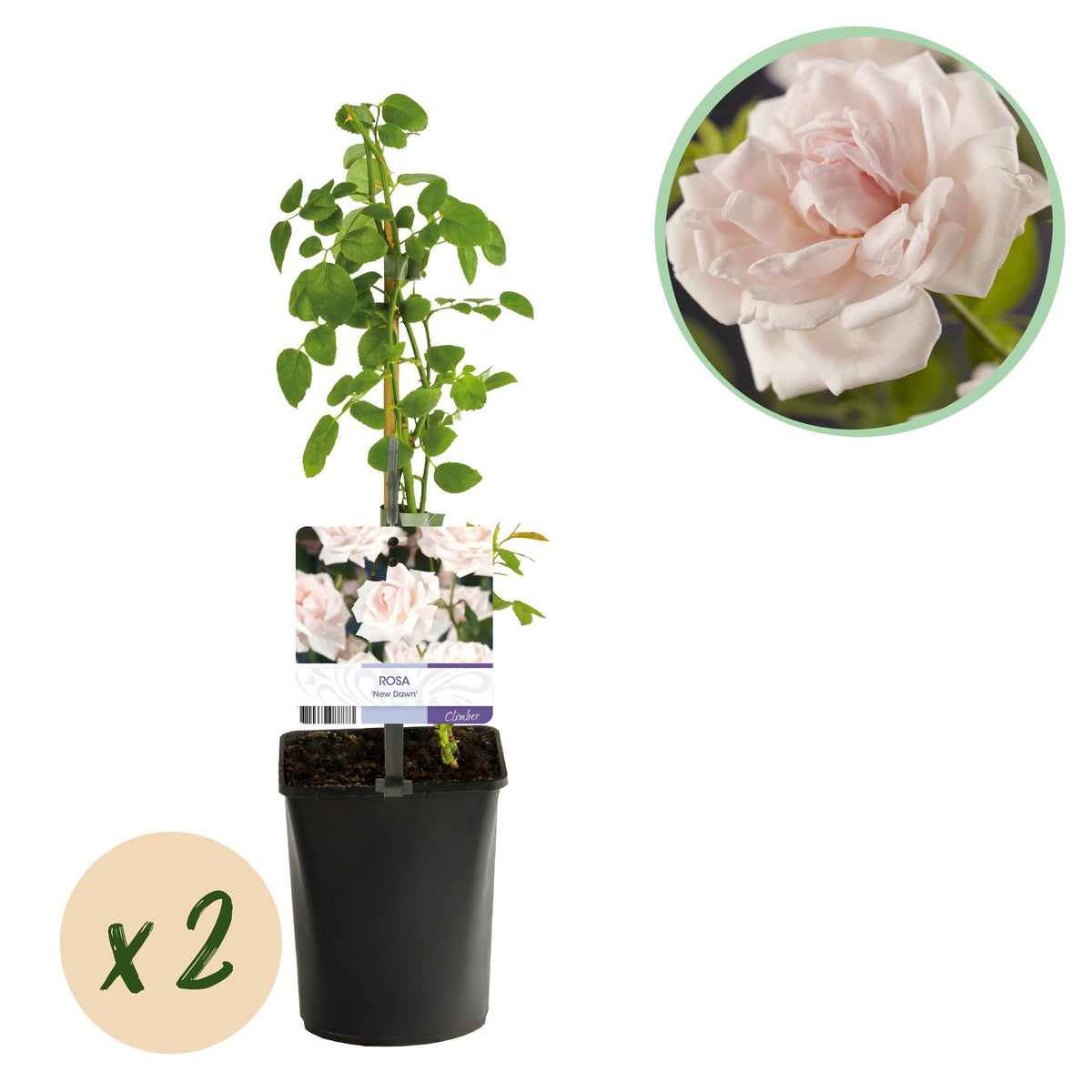 Klimroos - Rosa New Dawn - Bloem Licht roze - Weinig onderhoud - 2 planten - Pot 11cm Hoogte 40cm