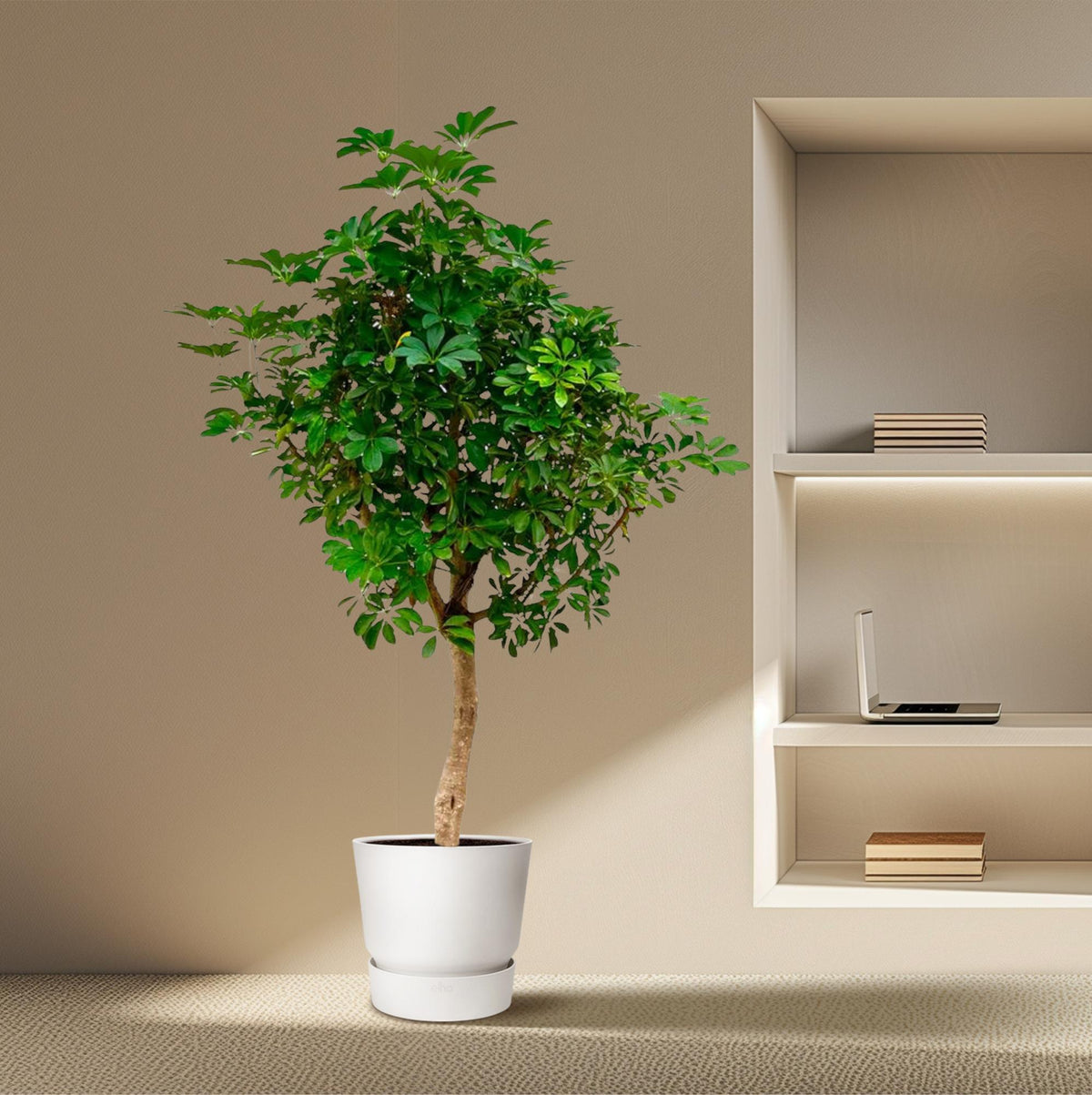 Schefflera op stam - 200cm - ø40