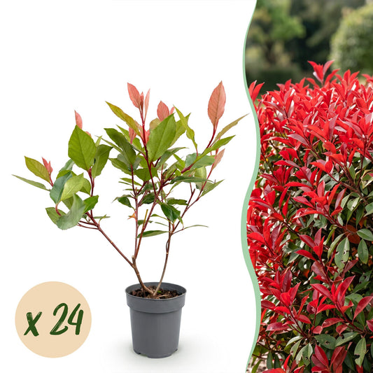 24x Photinia fraseri Little Red Robin - Glansmispel - Haagplanten - Groenblijvend - Rood - Pot 9cm - Hoogte 25-35cm