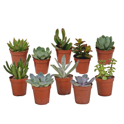 Vetplanten mix 5.5 cm - 10x - zonder pot