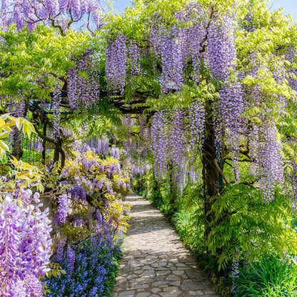 Blauwe regen - Wisteria floribunda Prolific - Bloem Blauw  - 1 plant - Pot 11cm Hoogte 40cm
