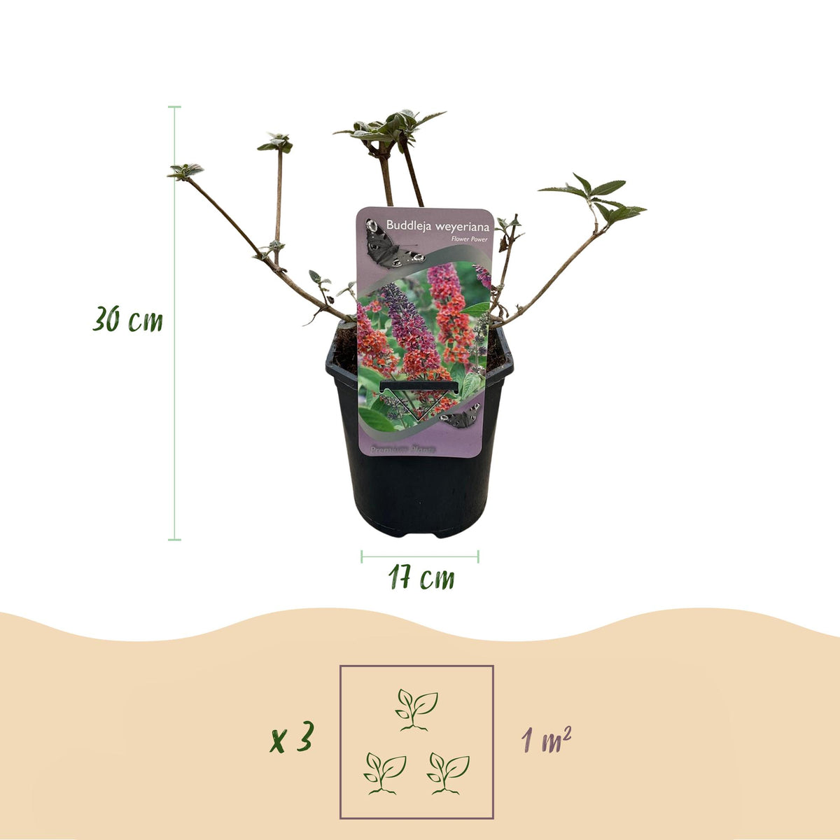 Vlinderstruik - Buddleja davidii Flower Power - Bloem Oranje Paars - 1 Plant - Bladverliezend - Vlinderlokkend -  Pot 17cm Hoogte 30cm
